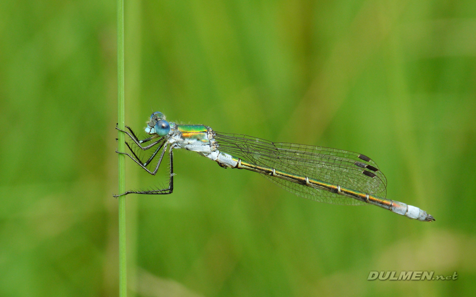 Common Spreadwing (Male, Lestes sponsa)